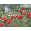 High Quality Organic Certified Goji Berries                        
                                                Quality Choice